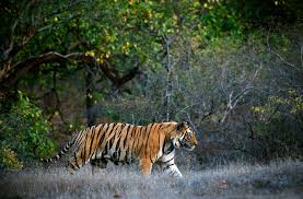 An Indian Tiger on patrol