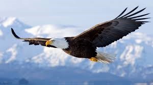 Meet the Flying Bald Eagle -- United States of America National Emblem