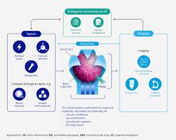 Frontiers -- Organoid Intelligence (OI) the new frontier in biocomputing and intelligence-in-a-dish